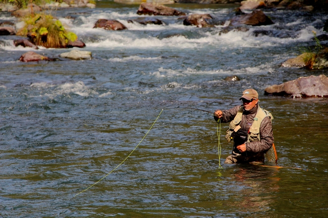 Jeff Thompson, California Trout's executive director, does a little fly fishing on the McCloud River. He played a crucial role in establishing the organization's partnership with UC Davis to ensure that research and outreach on wild trout, salmon, and steelhead will continue after Professor Peter Moyle retires.