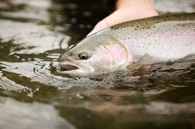 A Russian River steelhead gets released back into the waters of this important North Coast waterway.