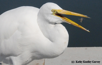 Egret downs another fish. (Photo by Kathy Keatley Garvey)