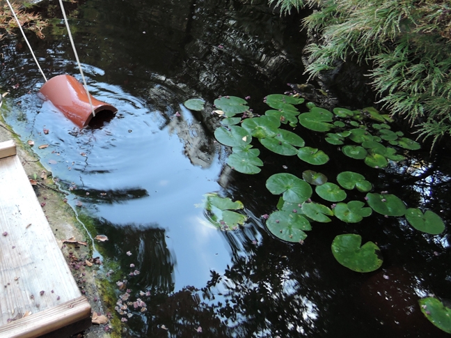 Terracotta pipe lowered into a fish pond. (Photo by Kathy Keatley Garvey)