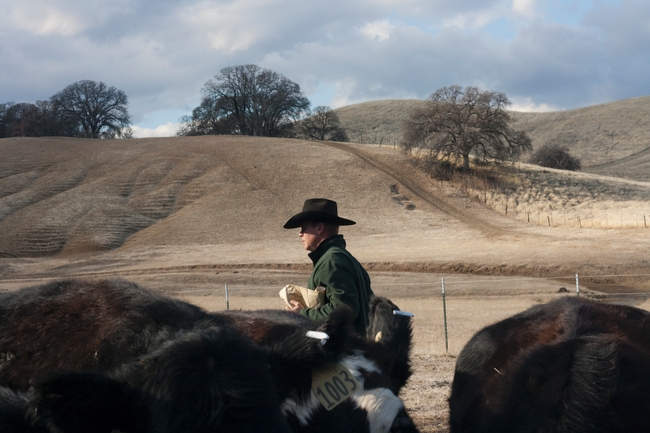 A ranch manager uses feed supplements to account for little forage.