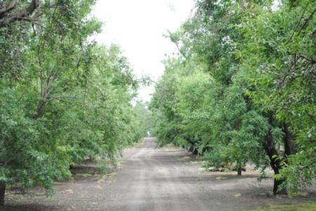 Nutrient management in almond orchards will be discussed in November.