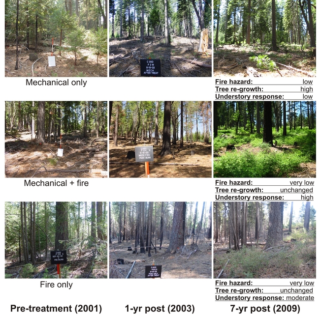 Repeat photographs taken from a field plot in each of the three active treatment types: (A) mechanical only, (B) mechanical-plus-fire, (C) and fire only.
