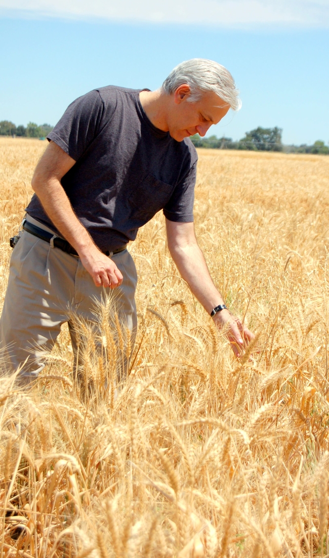 UC Davis wheat breeder, Jorge Dubcovsky.