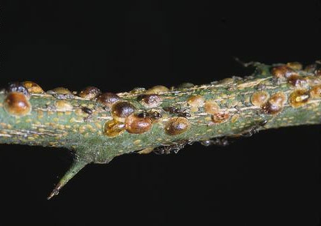Argentine ants tending brown soft scale on a citrus twigs. Chlorpyrifos is sometimes necessary to control ants in citrus.
