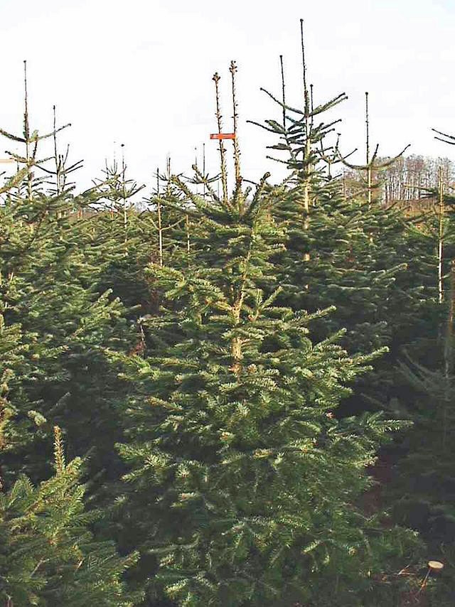 Christmas tree farmers growing Nordmann fir look out for new pest - Blog - ANR Blogs