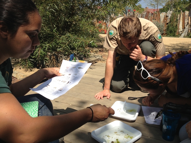 California Naturalists study invertebrates for a citizen science project.