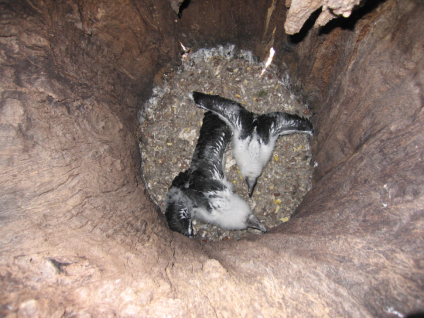 Turkey vulture nestlings deep inside a hollow tree at the UC Hopland Research and Extension Center.