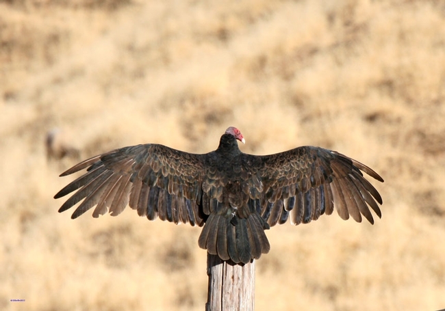 A turkey vulture spreads its wings at Hopland. (Photo: Robert Keiffer)