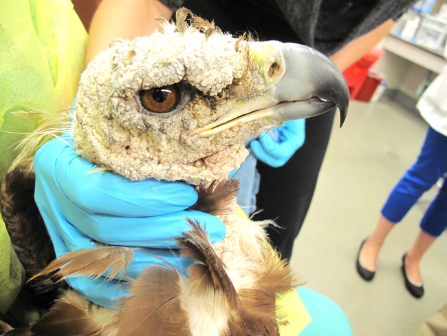 Golden eagle before treatment