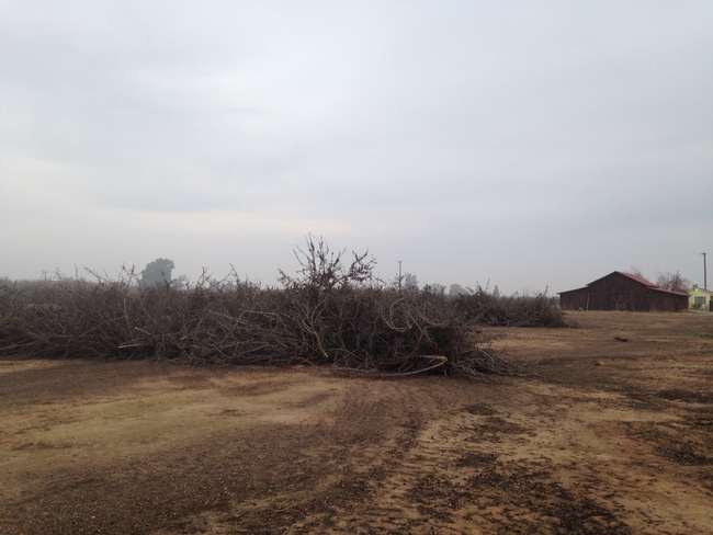 When preparing to replant an orchard, farmers typically push together the old trees and burn them. UCCE advisor Brent Holtz is research alternatives.