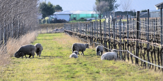 Sheep in Vineyard. Photo from https://www.flickr.com/photos/stefano_lubiana_wines/
