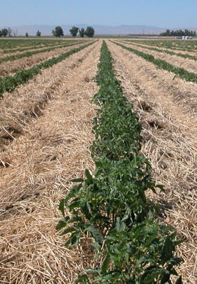 Higher soil carbon was found in plots where cover crops were planted in the winter and the soil was not tilled