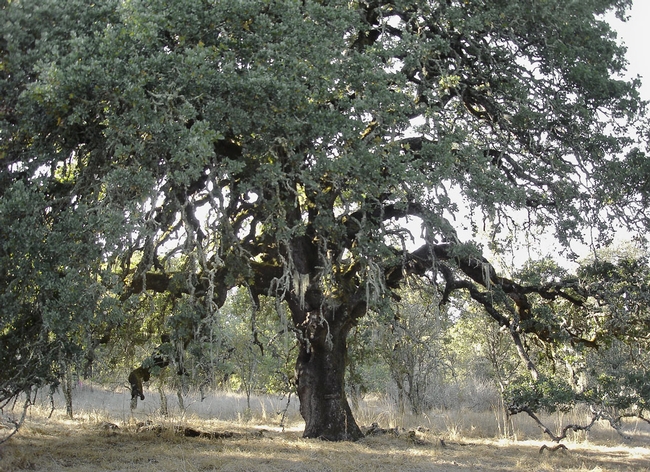 Blue oak trees are only found in the coastal and Sierra foothills of California.