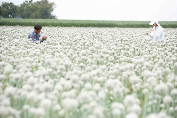 An onion field in full bloom was the site of UC ANR research.