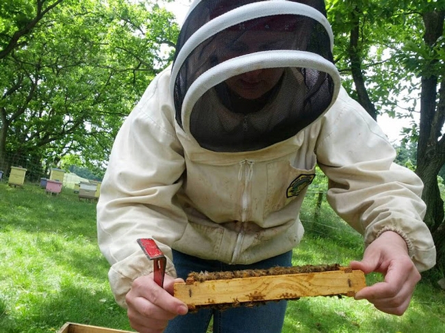 Elina Lastro Niño working a hive. (Photo courtesy of Elina Lastro Niño)