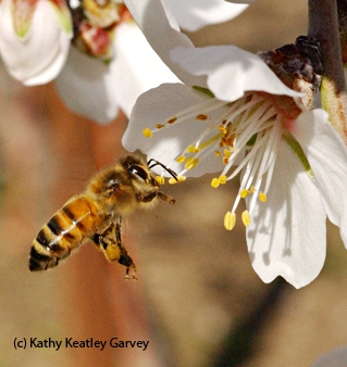 Honey bee pollinating almond blossom. (Photo by Kathy Keatley Garvey)