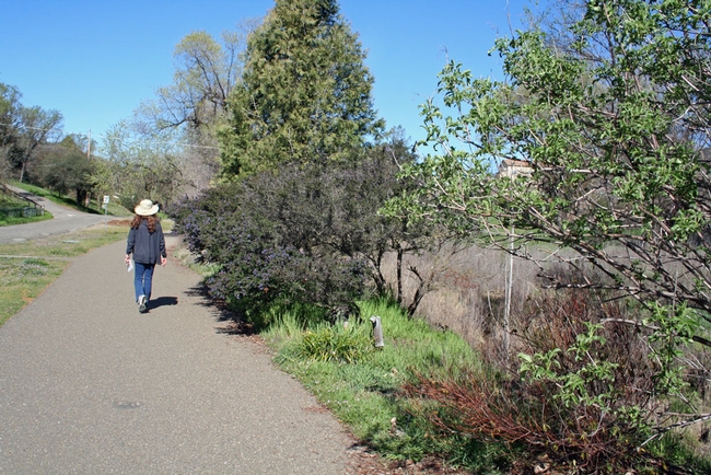 A path along Mariposa Creek where UC ANR Master Gardeners have planted native species.