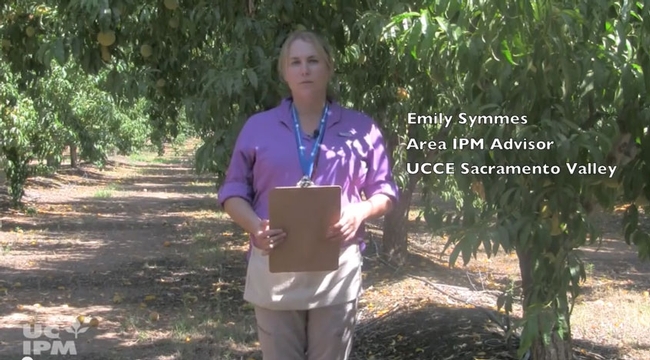 Area IPM advisor Emily Symmes teaches how to monitor for webspinning spider mites.