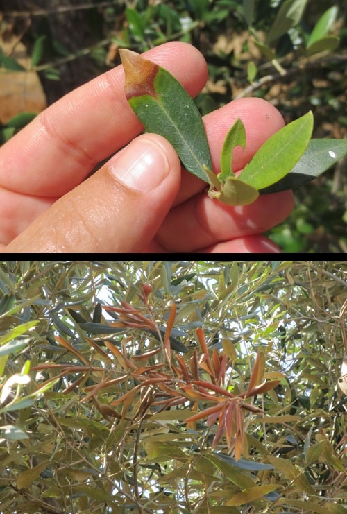 New olive disease in Italy concerns California researchers - Green Blog -  ANR Blogs