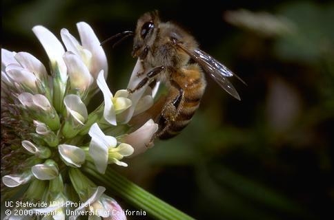 An adult honey bee on a white clover blossom.