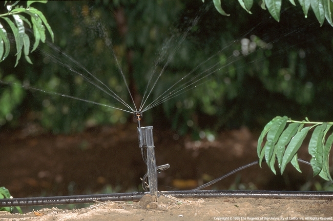 Microsprinklers have allowed farmers to use water more efficiently, but compared to flood or furrow irrigation, less water percolates down to replenish groundwater.