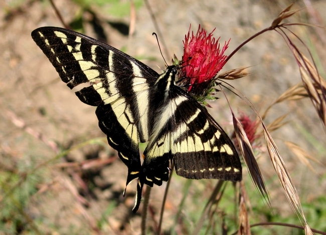 A pale swallowtail nectars at the UC Hopland Research and Extension Center in Mendocino County. (Photo: Robert Keiffer)