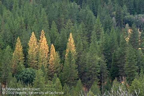 Trees killed by bark beetles on the Stanislaus National Forest in 1992. (Photo: Jack Kelly Clarke)