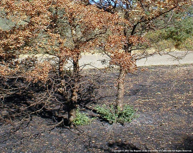 Young oaks with thin bark are often killed by fire, but they can resprout from just below the soil line, as occurred on these two fire-damaged oaks.