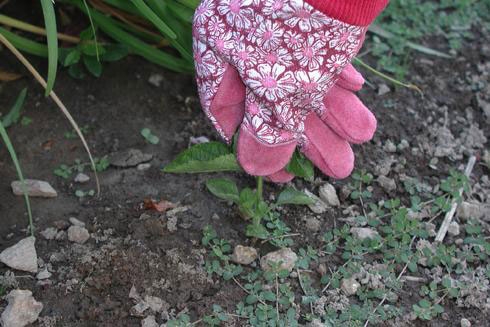 Hand-weeding is the best option in areas where other plants are growing.