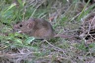 Adult house mouse