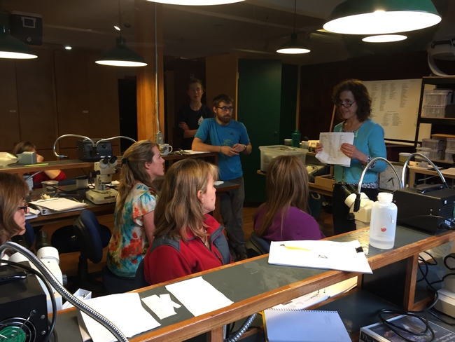 Back in the lab, Sierra Streams Institute Naturalists learn how to analyze their water samples for macro invertebrates and contaminants.