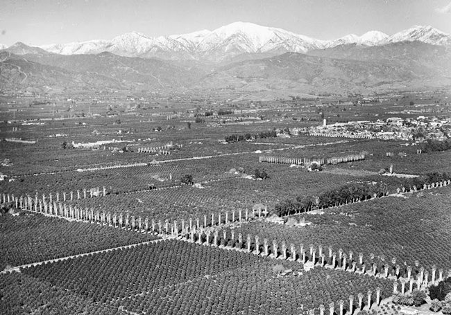 An aerial view of orange groves near Covina during World War II.