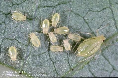 Aphids