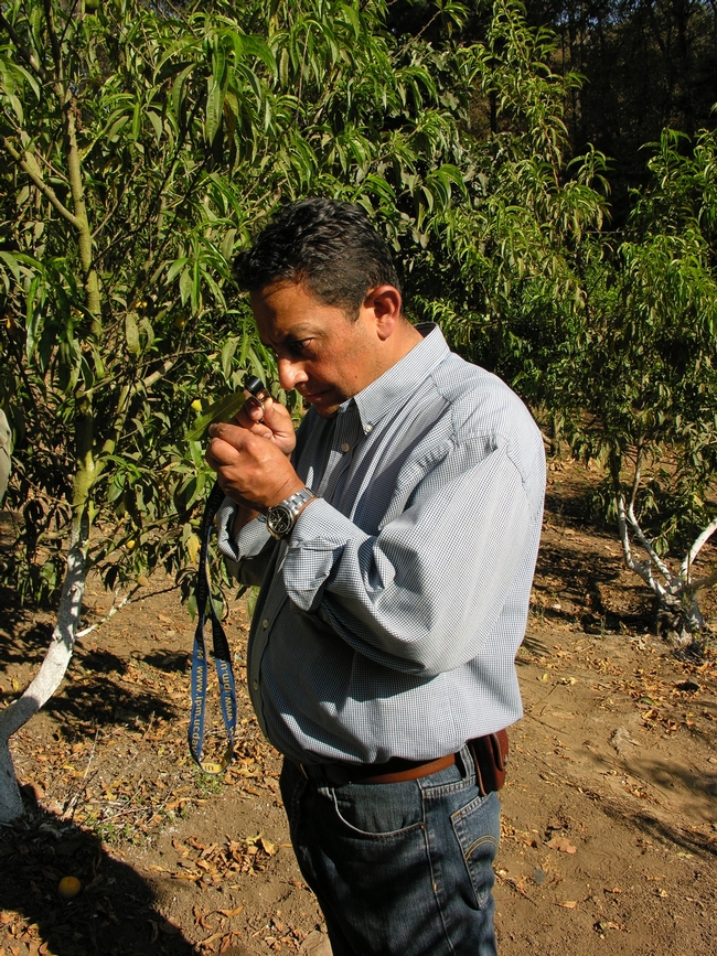 ANAPDE Director, Armando Hernandez, searches for predatory mites on peaches.