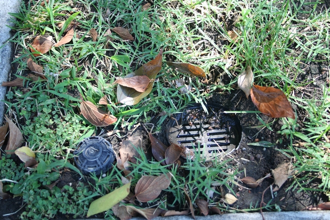 Underground drains that channel irrigation and rain runoff from backyards to the front are suspected Aedes aegypti breeding areas.
