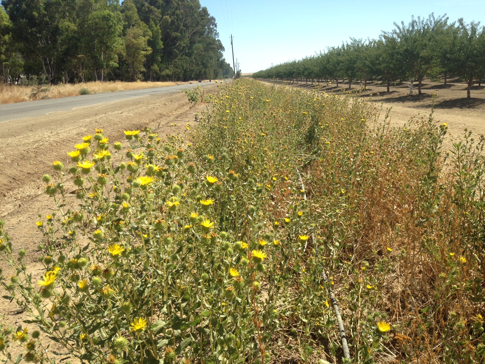 How Wildflower Plantings On Farms Benefit Bees And Crop Pollination ...