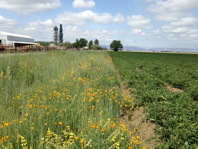 Wildflowers next to tomatoes, Solano County, May 2015.