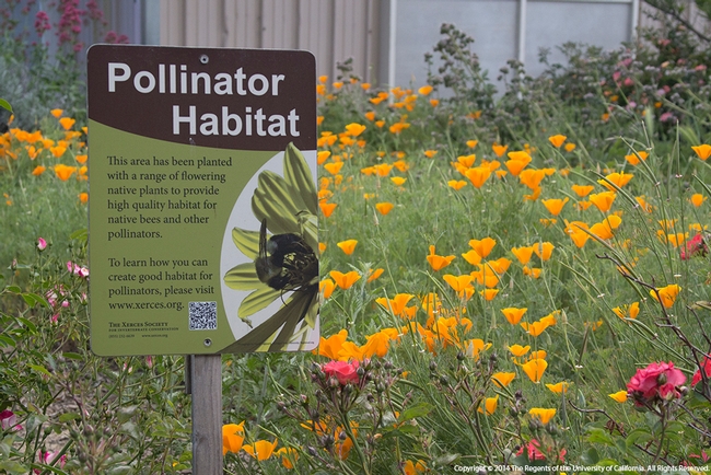 Create a bee-friendly garden with a variety of flowering plants, blooming seasons, nesting locations and a water reosource. Photo credit: Evett Kilmartin ©UC Regents