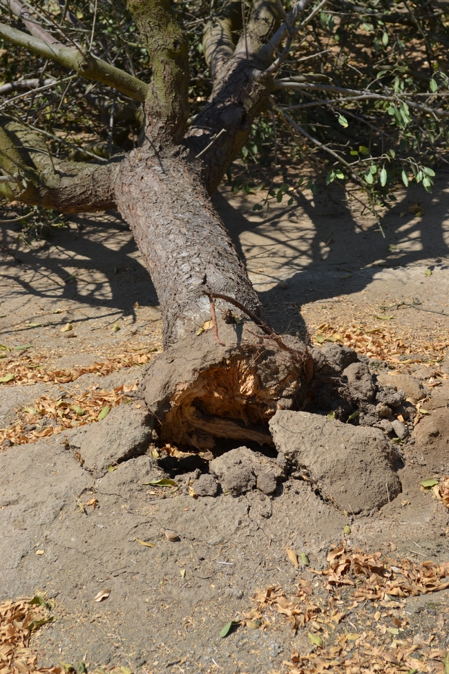 A fallen almond tree that was weakened by Ganoderma fungus.