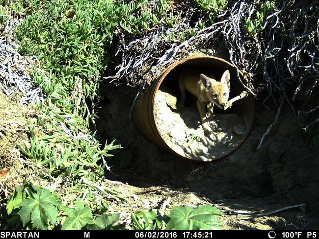 a coyote pup is captured on a game camera in Irvine. Hikers can use the Coyote Cacher app to report coyote sightings.