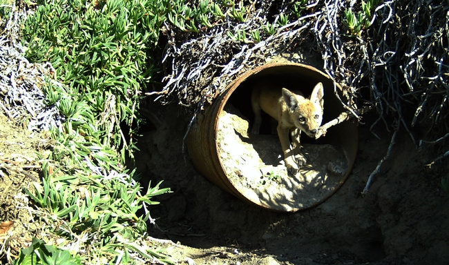 A coyote pup is captured on a game camera in Irvine. Hikers can use the Coyote Cacher app to report coyote sightings.