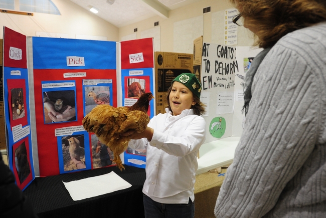 Jarred Burkett, 10, of the Sherwood Forest 4-H Club, Vallejo, talks about his chicken, Frostbite, at the Solano County 4-H Presentation Day, held recently in Dixon. (Photo by Kathy Keatley Garvey)