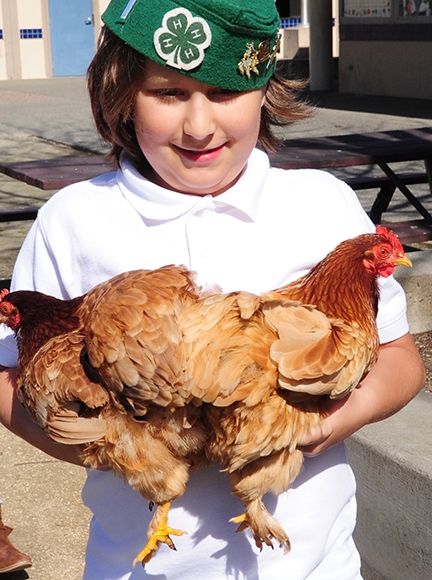 Jarred Burkett holds Twilight and Frostbite, chocolate red cochin bantams. (Photo by Kathy Keatley Garvey)