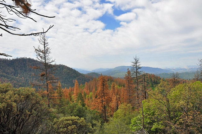 Dead trees in the Sequoia National Forest. (Photo: U.S. Forest Service)