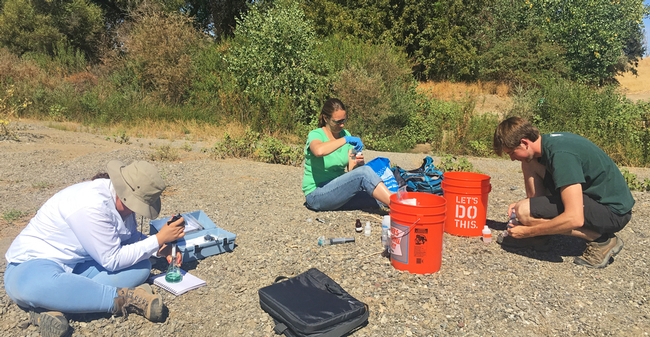 Sacramento State geology professor Amelia Vankeuren and graduate students collect samples at the American River.