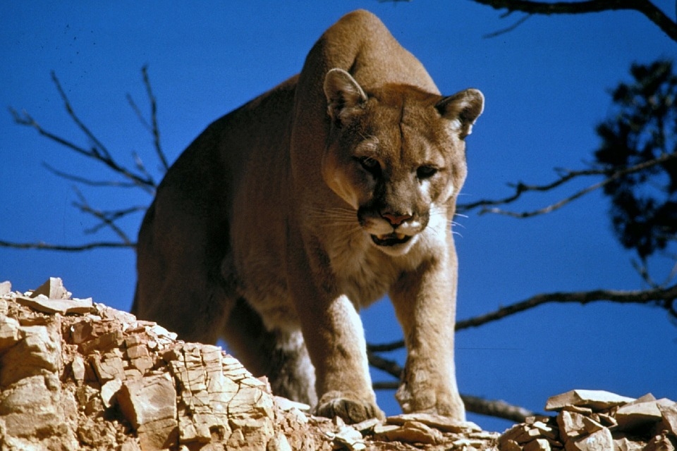 Orange County mountain lion attack a reminder to keep livestock safe -  Green Blog - ANR Blogs
