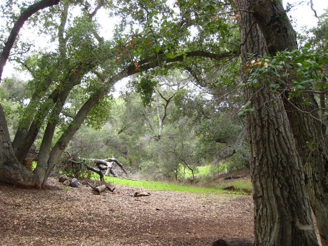 Oak woodland forests have moderate to high capacity to adapt to climate change. (Photo: Stephanie Drill)