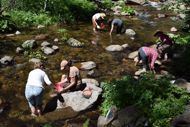 Teachers wade into a stream to learn about aquatic life.