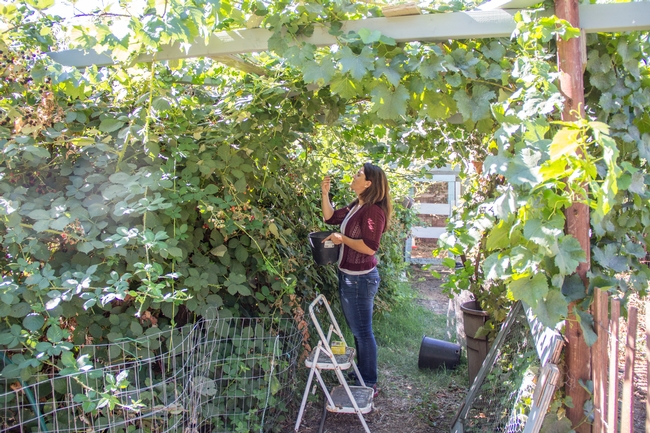 UC Master Gardener volunteer Lauren Hull stops at a local community garden in Davis, Calif. and helps harvest blackberries for the resident chickens.